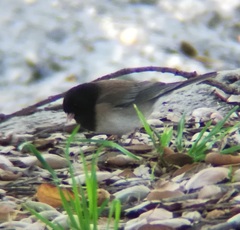 Junco hyemalis