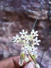 Asclepias leptopus