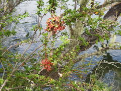 Embothrium coccineum
