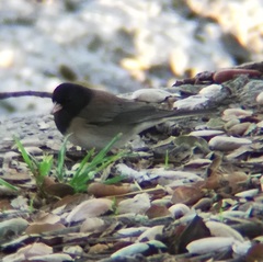 Junco hyemalis