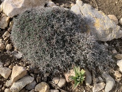Teucrium balearicum