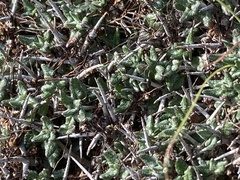Teucrium balearicum