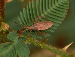 Crinocerus sanctus