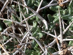 Teucrium balearicum