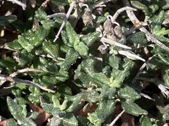 Teucrium balearicum