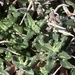 Teucrium balearicum - Photo (c) Hill Craddock, some rights reserved (CC BY), uploaded by Hill Craddock
