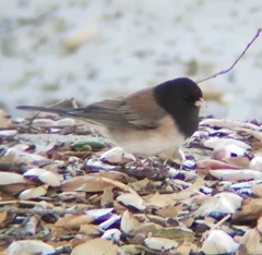 Junco hyemalis