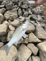 Morone chrysops × saxatilis