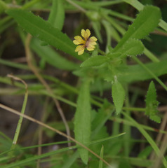 Goodenia pilosa