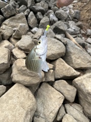 Morone chrysops × saxatilis