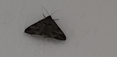 Lepidoptera