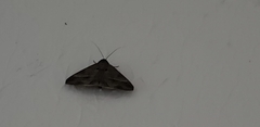 Lepidoptera