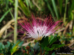 Calliandra angustifolia