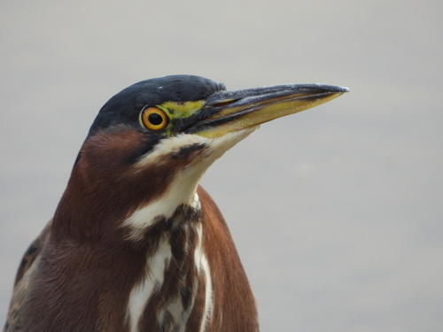 Green Heron photographed in Arizona