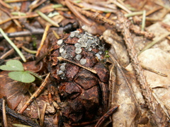 Tapesia strobilicola