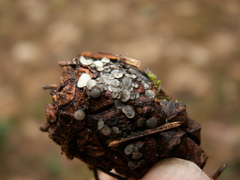 Tapesia strobilicola