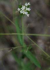 Pimelea cornucopiae