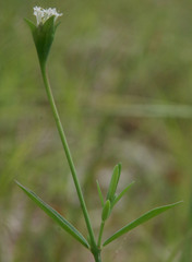 Pimelea cornucopiae