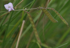 Tephrosia leptoclada