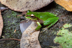 Ranoidea pearsoniana