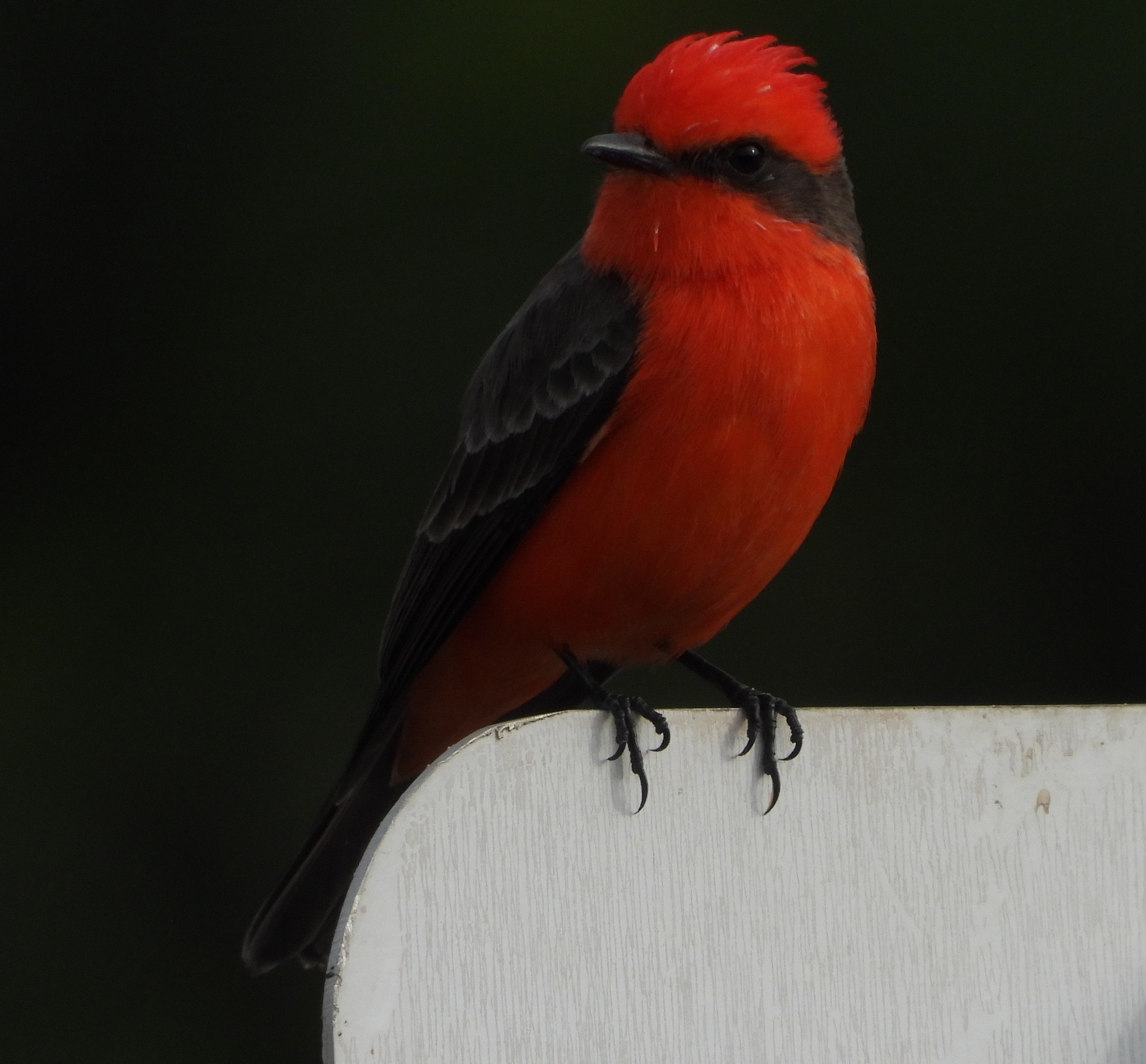 Vermilion Flycatcher (Pyrocephalus rubinus)