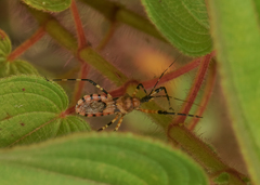 Pyrrhosphodrus amazonus