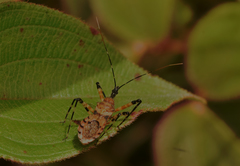 Pyrrhosphodrus amazonus