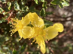 Hypericum balearicum
