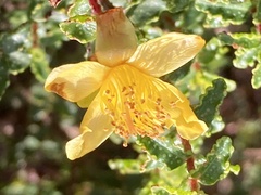 Hypericum balearicum