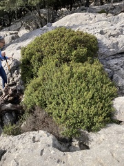 Hypericum balearicum