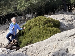 Hypericum balearicum