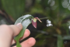 Pleurothallis ruberrima