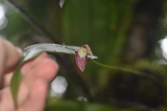 Pleurothallis ruberrima