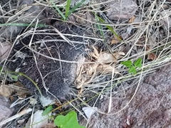 Mammillaria johnstonii