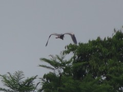 Ardea cocoi