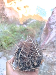 Mammillaria johnstonii