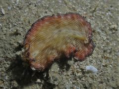 Pseudobiceros fulgor