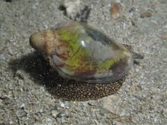 Cymbiola nobilis