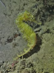Hippocampus comes