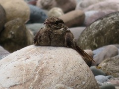 Hydropsalis climacocerca