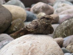 Hydropsalis climacocerca