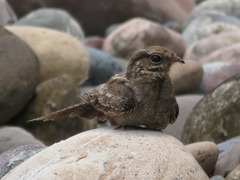 Hydropsalis climacocerca