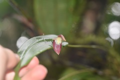 Pleurothallis ruberrima