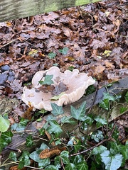 Fungi