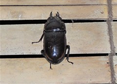 Prosopocoilus torresensis