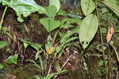 Maxillaria ecuadorensis