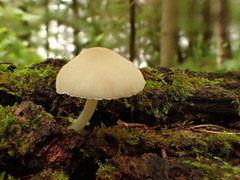 Pluteus niveus