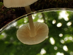 Pluteus niveus