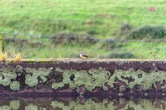 Motacilla cinerea patriciae