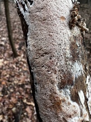 Ceriporia purpurea